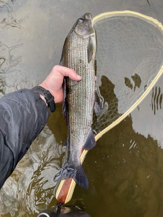 Doldowlod grayling - BC from Solihull